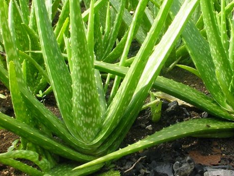 Organic Medical Plant Cultivation