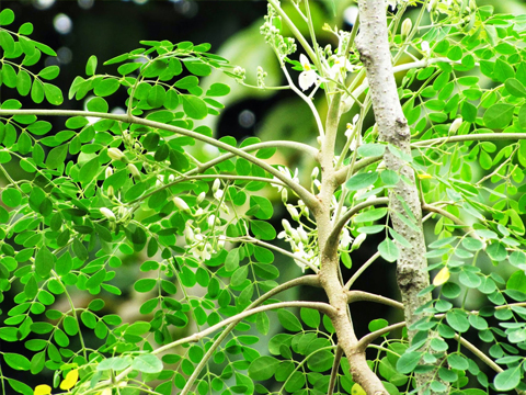 Traditional with Science for Cultivation