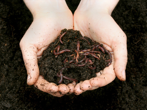 Vermicompost