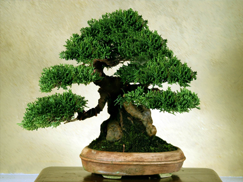 bonsai trees